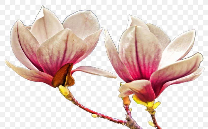 Cut Flowers Petal, PNG, 1024x635px, Cut Flowers, Blossom, Flower, Flowering Plant, Magnolia Download Free