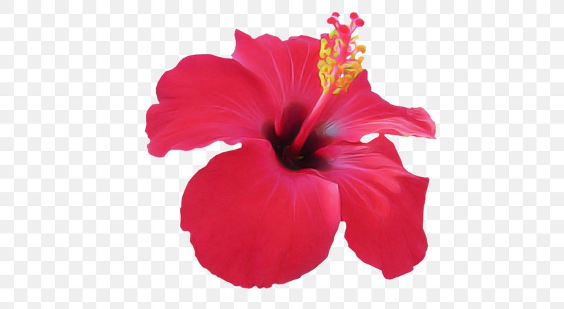Hibiscus Flowering Plant Petal Flower Chinese Hibiscus, PNG, 600x450px, Hibiscus, Chinese Hibiscus, Flower, Flowering Plant, Hawaiian Hibiscus Download Free