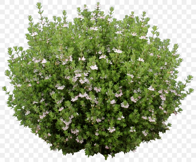 Shrub Tree Groundcover Green Plant, PNG, 1100x910px, Shrub, Barberry, Bottlebrushes, Branch, Color Download Free