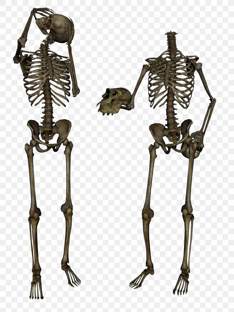 Terminator Skeleton, PNG, 1500x2000px, Stock, Bone, Deviantart, Human Skeleton, Image File Formats Download Free