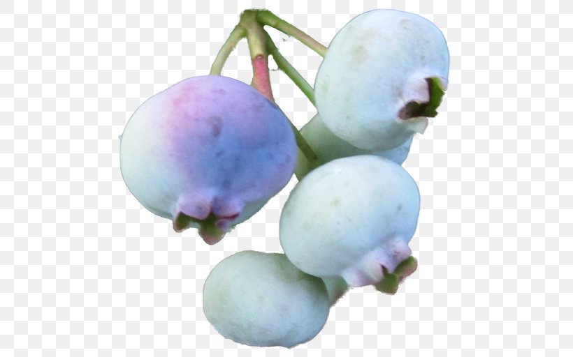 Blueberry Bilberry Sweet Pepperbush Shrub Crepe Myrtle, PNG, 500x512px, Blueberry, Berry, Bilberry, Box, Cotoneaster Download Free