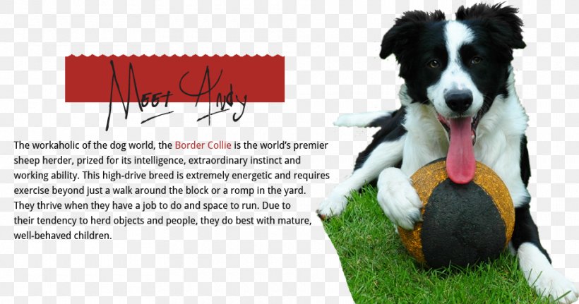 Border Collie Rough Collie Boxer Cat, PNG, 960x505px, Border Collie, Advertising, Blue Merle, Boxer, Breed Download Free