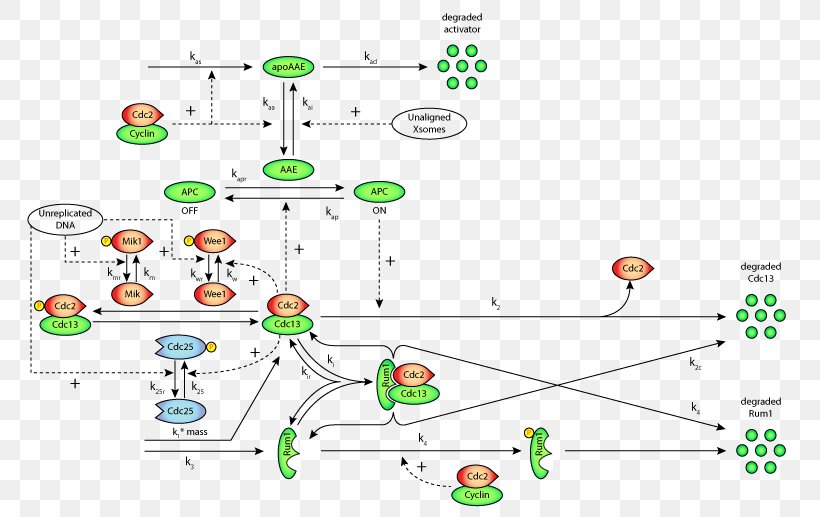 Cell Cycle Checkpoint G2 Phase G1/S Transition G2-M DNA Damage Checkpoint, PNG, 775x517px, Cell Cycle Checkpoint, Anaphase, Area, Cell, Cell Cycle Download Free