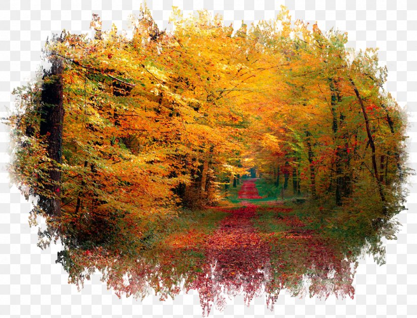 Forest Desktop Wallpaper Autumn Photography 1080p, PNG, 1571x1200px, Forest, Autumn, Computer Monitors, Display Resolution, Highdefinition Television Download Free