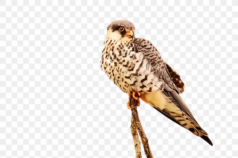 Bird Peregrine Falcon Falcon Bird Of Prey Beak, PNG, 2448x1632px, Watercolor, Beak, Bird, Bird Of Prey, Coopers Hawk Download Free