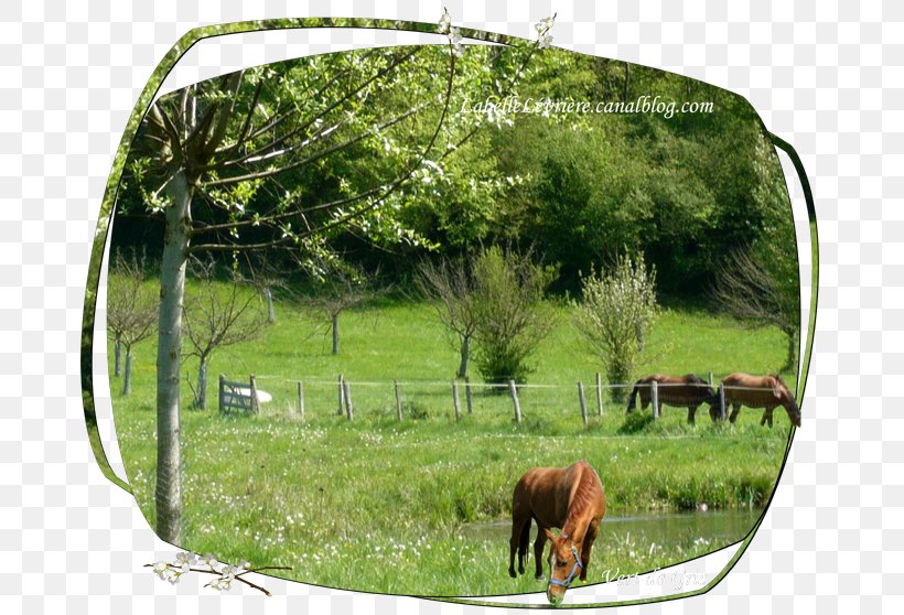 Cattle Nature Reserve Farm Pasture Ranch, PNG, 685x558px, Cattle, Cattle Like Mammal, Farm, Grass, Grassland Download Free