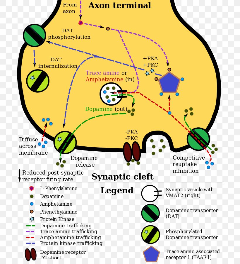 Dopamine Amphetamine Norepinephrine Neuron Drug, PNG, 709x900px, Dopamine, Amphetamine, Area, Brain, Catecholamine Download Free