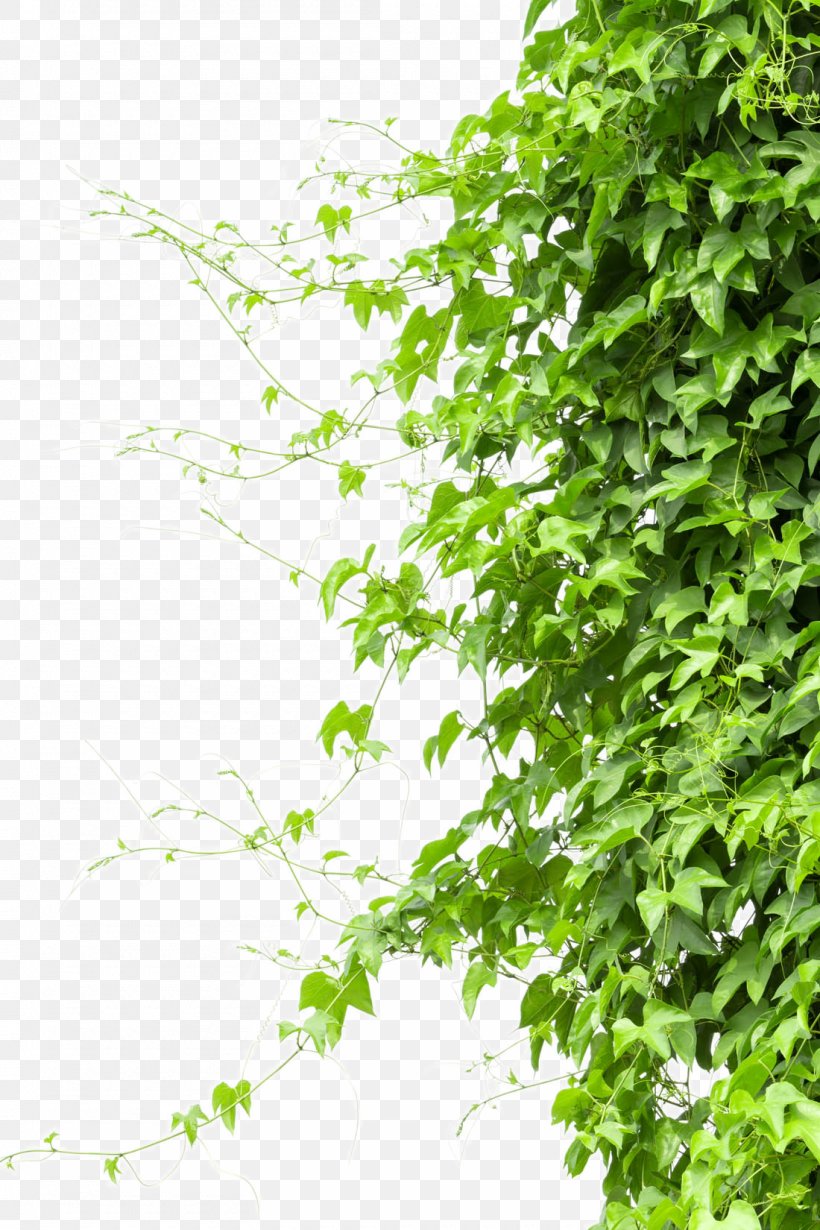 Vine Tree Branch, PNG, 1100x1650px, Tree, Branch, Computer Graphics, Grass, Green Download Free