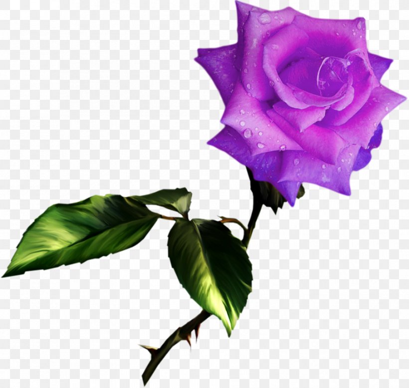 Best Roses Clip Art, PNG, 903x857px, Rose, Best Roses, Blue Rose, Computer, Cut Flowers Download Free