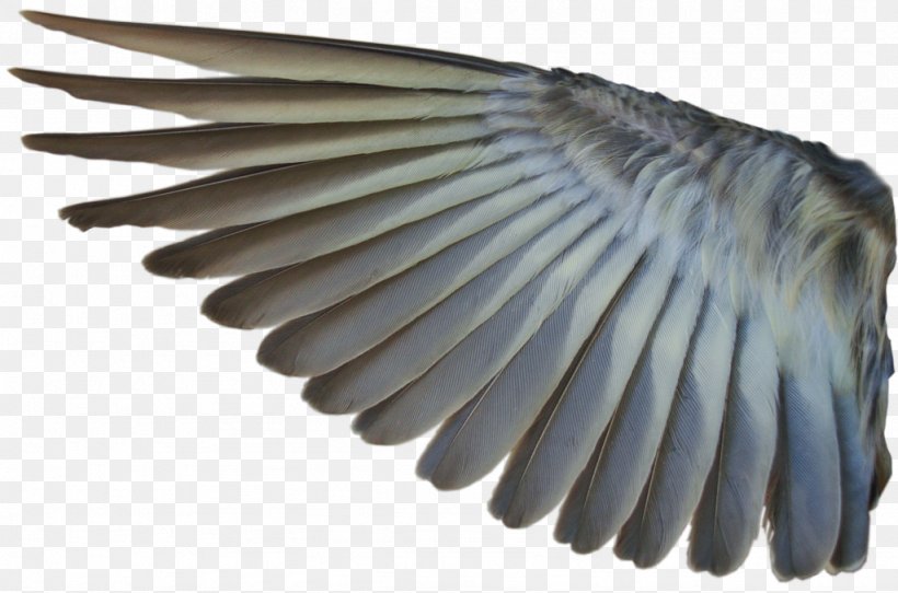 Bird Mallard Wing Photography Desktop Wallpaper, PNG, 1024x677px, Bird, Angel Wing, Animal, Beak, Deviantart Download Free