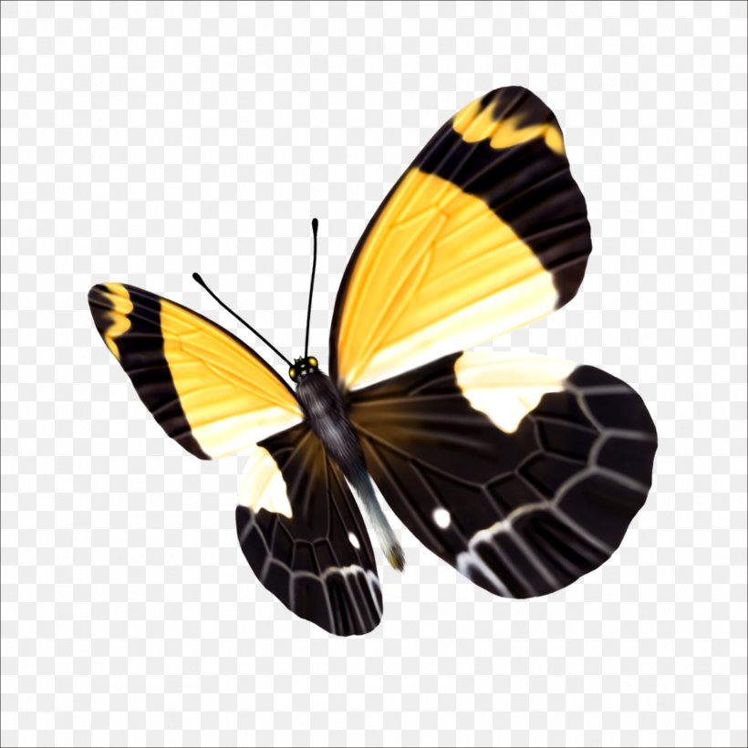 Butterfly Icon, PNG, 1773x1773px, 3d Computer Graphics, Butterfly, Animation, Arthropod, Brush Footed Butterfly Download Free