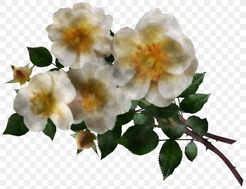 Garden Roses, PNG, 2560x1970px, Dogrose, Blossom, Cabbage Rose, Evergreen Rose, Garden Download Free