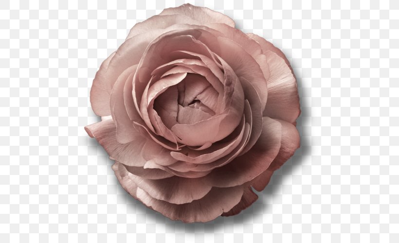 Garden Roses Cabbage Rose Cut Flowers Petal, PNG, 500x500px, Garden Roses, Blue, Cabbage Rose, Cut Flowers, Flower Download Free