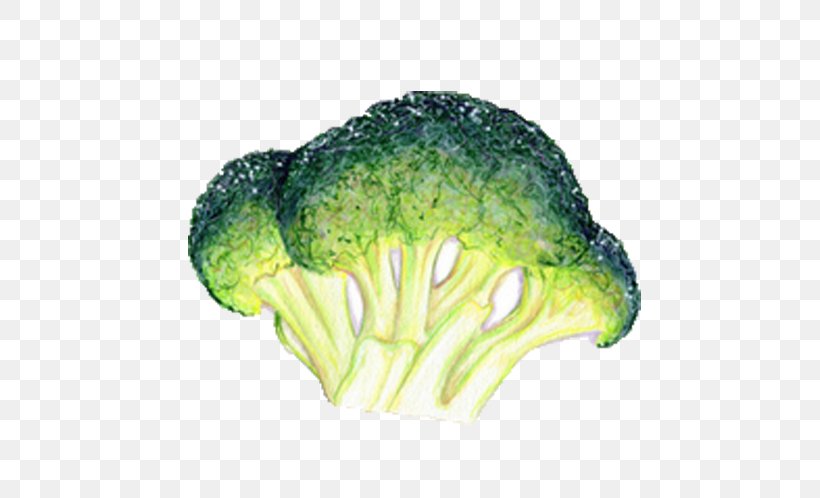 Broccoli Leaf Vegetable Food Illustration, PNG, 544x498px, Broccoli, Art, Autumn, Cabbage, Cauliflower Download Free