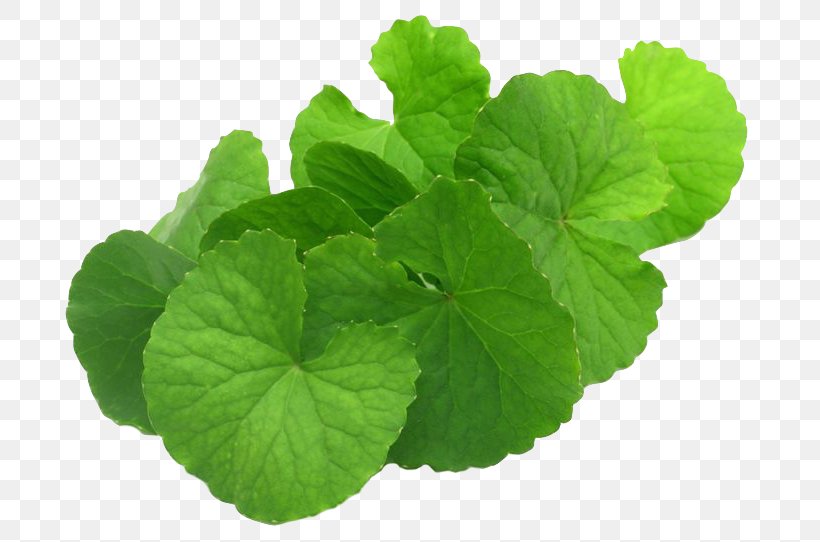 Centella Asiatica Mackinlayoideae Dietary Supplement Medicinal Plants, PNG, 736x542px, Centella Asiatica, Annual Plant, Apiaceae, Botanical Name, Cascara Buckthorn Download Free