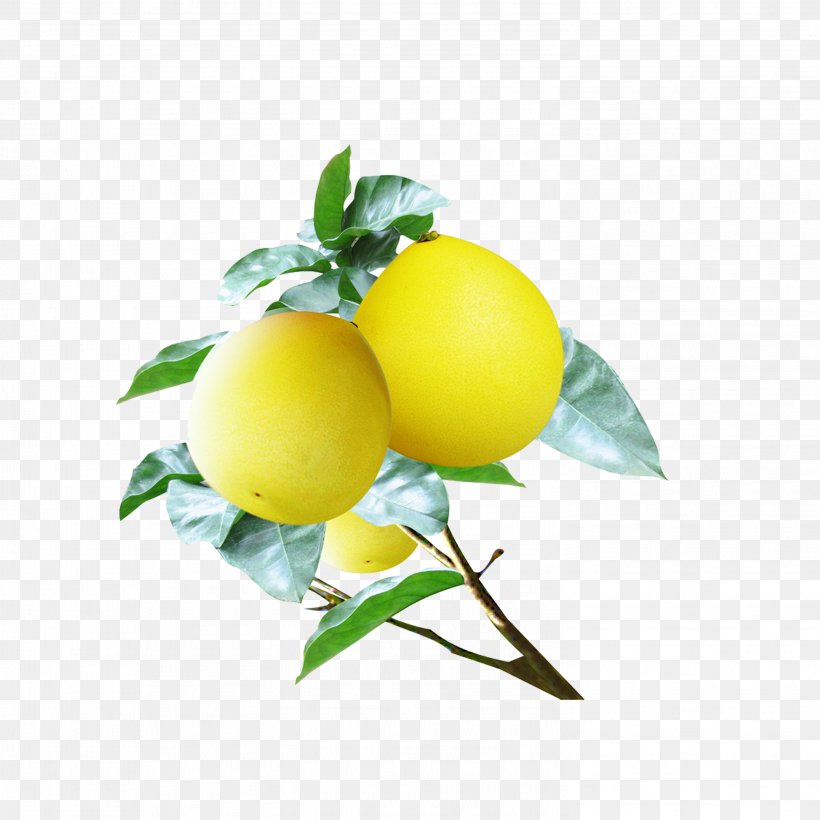 Pomelo Grapefruit Food Lemon, PNG, 2953x2953px, Pomelo, Bitter Orange, Carbohydrate, Citric Acid, Citron Download Free