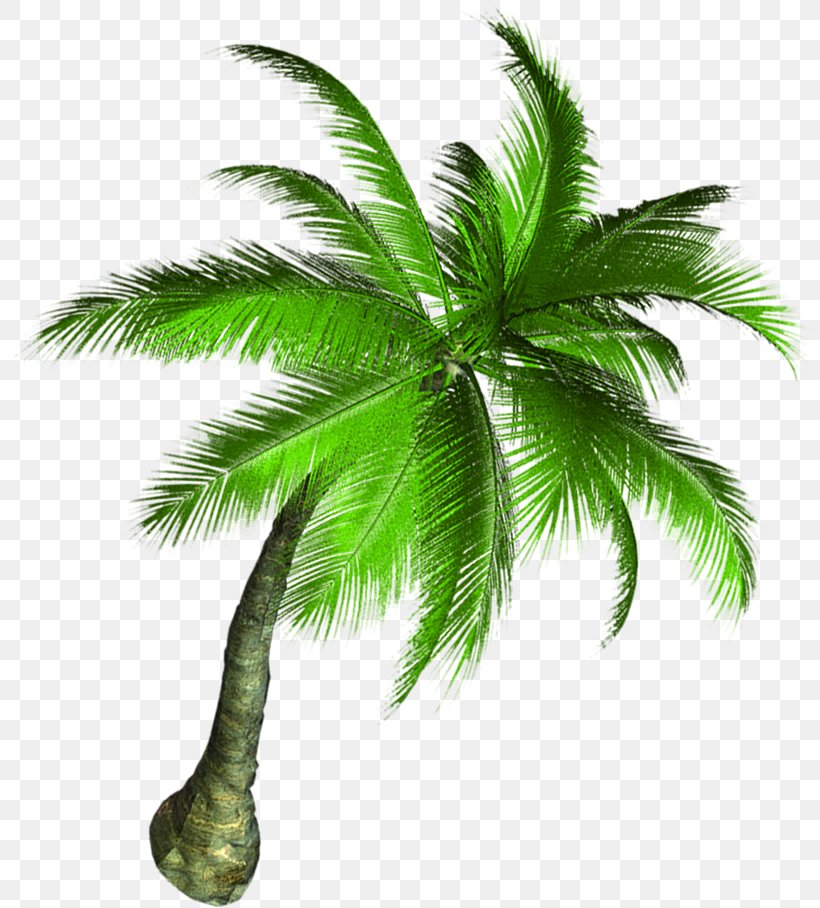 Asian Palmyra Palm Coconut Tree, PNG, 805x908px, Asian Palmyra Palm, Arecales, Borassus Flabellifer, Branch, Christmas Tree Download Free
