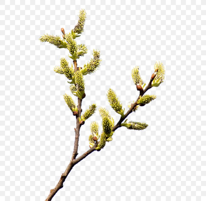 Clip Art Willow Palm Sunday Psd, PNG, 533x800px, Willow, Blog, Branch, Catkin, Conifer Download Free