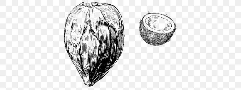 Coconut Drawing Clip Art, PNG, 400x307px, Coconut, Black And White, Coconut Oil, Drawing, Food Download Free