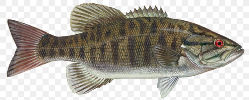 Smallmouth Bass Largemouth Bass Bass Fishing, PNG, 794x329px, Smallmouth Bass, Angling, Animal Figure, Bass, Bass Fishing Download Free