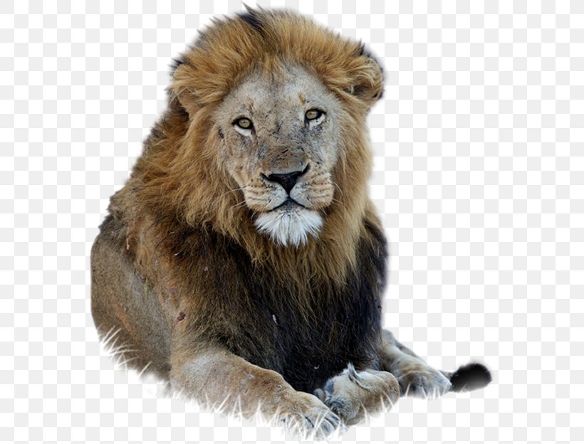 East African Lion Lionhead Rabbit, PNG, 570x624px, East African Lion, Big Cats, Carnivoran, Cat Like Mammal, Fur Download Free