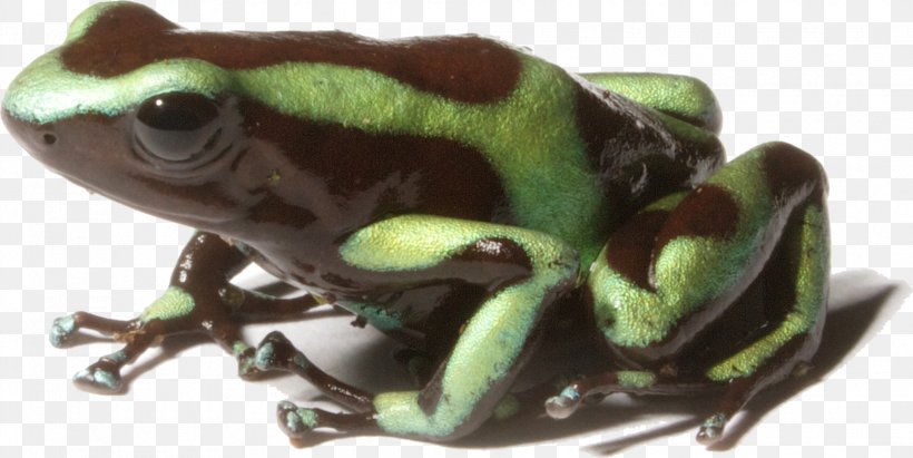 Green And Black Poison Dart Frog Dyeing Dart Frog Yellow-banded Poison Dart Frog Rockstone Poison Dart Frog, PNG, 2035x1020px, Green And Black Poison Dart Frog, Amphibian, Animal, Dyeing Dart Frog, Frog Download Free