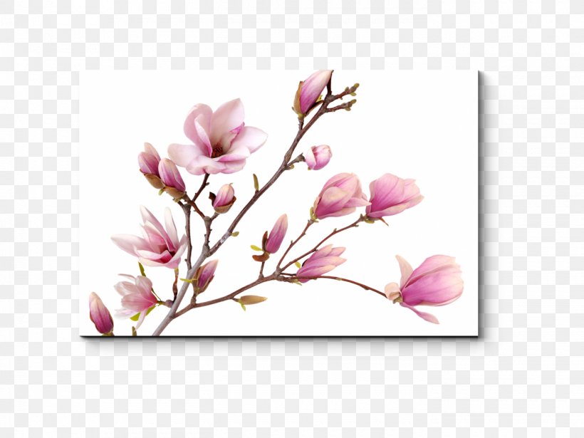 Magnolia Desktop Wallpaper Flower Image Stock Photography, PNG, 1400x1050px, Magnolia, Blossom, Branch, Bud, Cherry Blossom Download Free