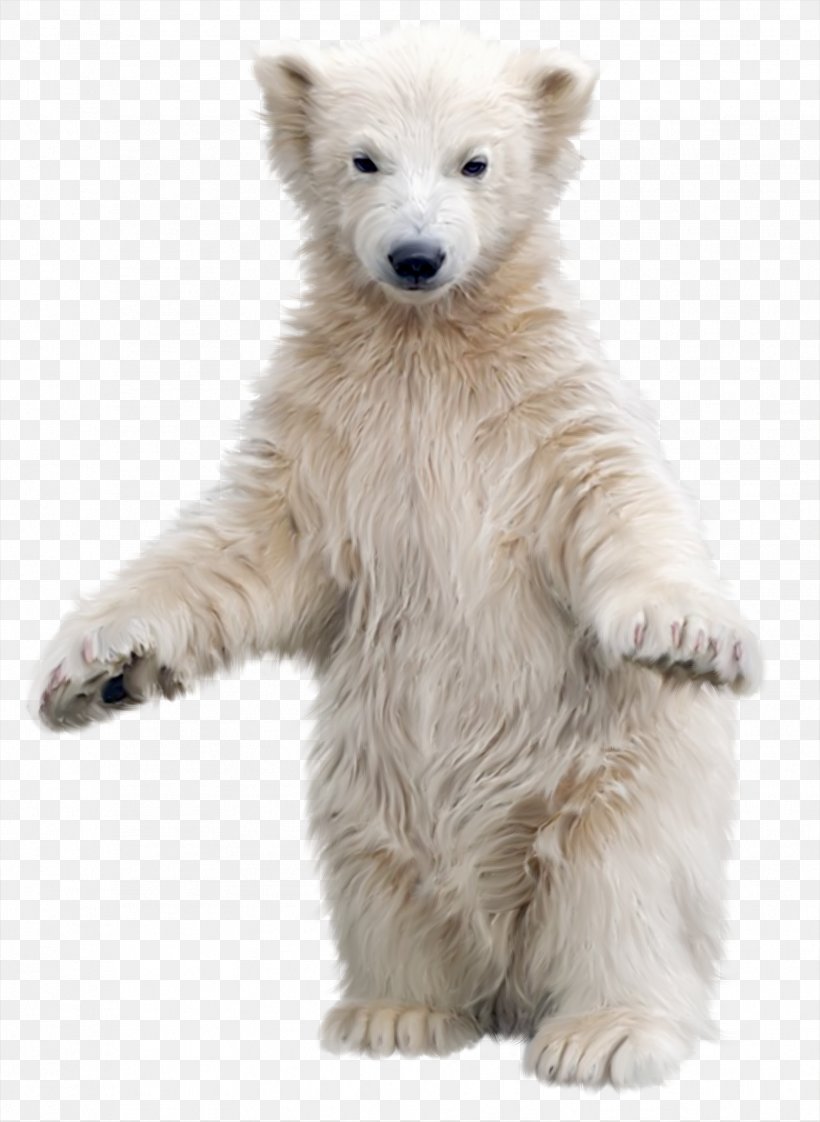Polar Bear Brown Bear Clip Art, PNG, 1827x2500px, Polar Bear, Animal, Arctic, Asian Black Bear, Bear Download Free