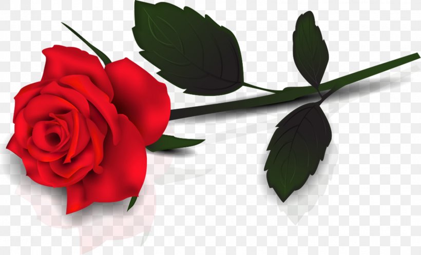 Valentine's Day Rose Flower Gift Clip Art, PNG, 1568x951px, Valentine S Day, Cut Flowers, February 14, Flora, Floral Design Download Free