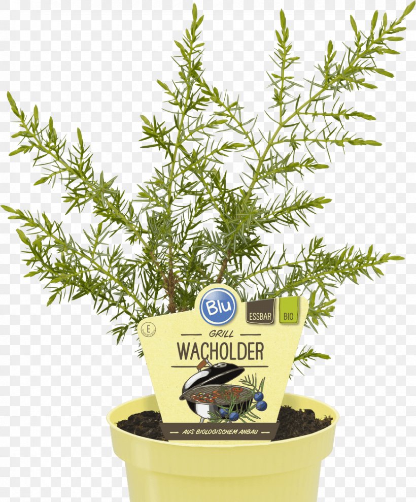 Common Juniper Herb Grilling Juniper Berry Mint, PNG, 870x1050px, Common Juniper, Aloysia Citrodora, Basil, Casserole, Common Sage Download Free