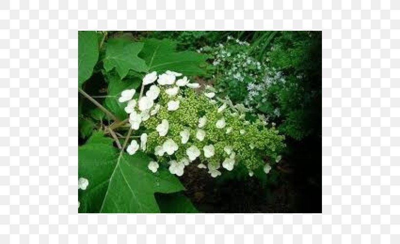 Oakleaf Hydrangea Panicled Hydrangea French Hydrangea Hydrangea Serrata Hydrangea Arborescens, PNG, 500x500px, Oakleaf Hydrangea, Cornales, Deutzia, Flower, Flowering Plant Download Free