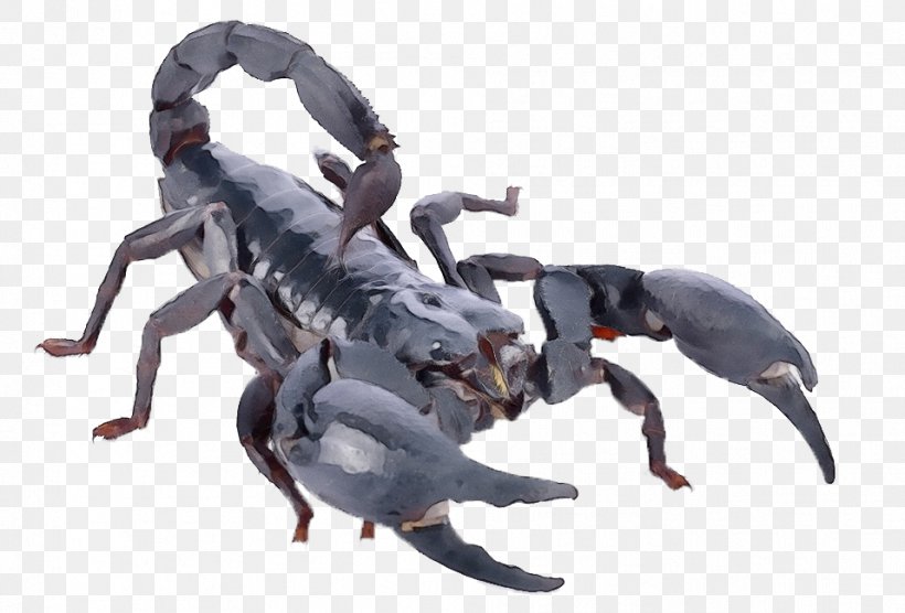 Scorpion Arachnid Spider Animal Figure Terrestrial Animal, PNG, 957x650px, Watercolor, Animal Figure, Arachnid, Claw, Decapoda Download Free