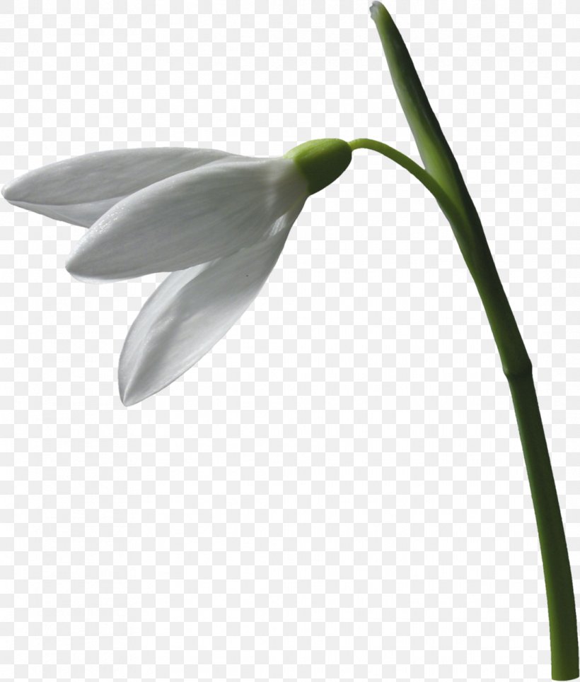 Snowdrop Flower Plant Leucojum Vernum Clip Art, PNG, 1087x1280px, Snowdrop, Blog, Flower, Flowering Plant, Galanthus Download Free
