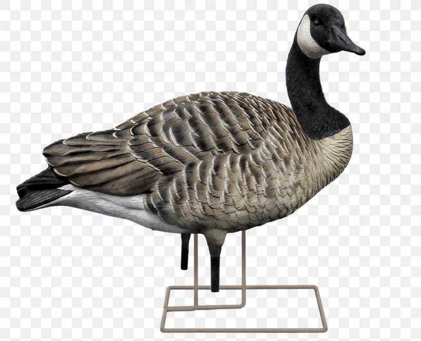 Canada Goose Mallard Decoy, PNG, 1019x827px, Goose, Appelant, Beak, Bird, Canada Download Free