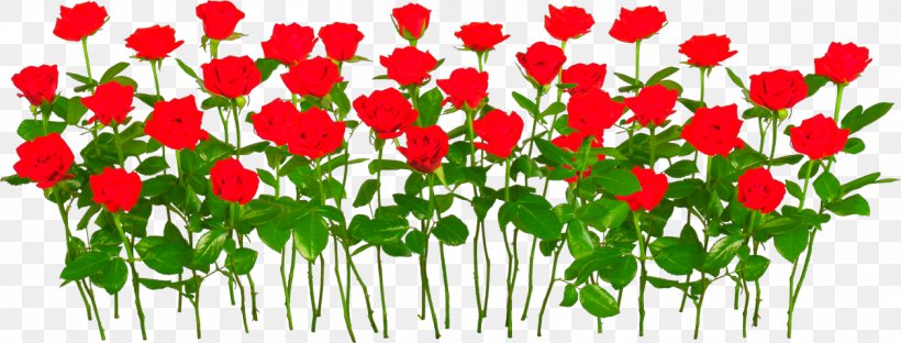 Garden Roses Clip Art, PNG, 1258x480px, Rose, Annual Plant, Blue Rose, Cut Flowers, Floral Design Download Free