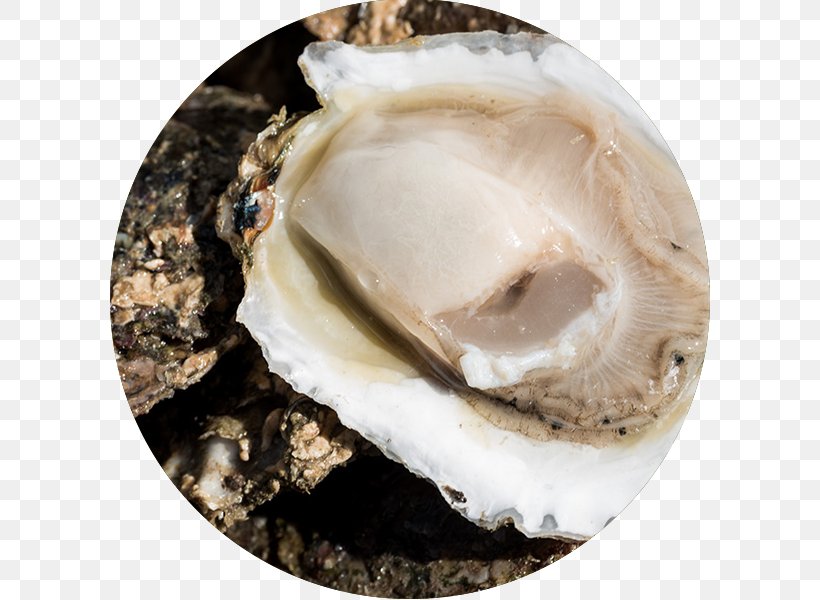 Oyster Clam Seafood Horticulture, PNG, 600x600px, Oyster, Animal Source Foods, Canvas, Clam, Clams Oysters Mussels And Scallops Download Free