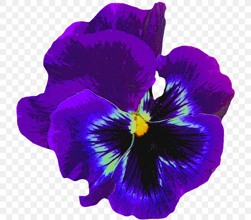 Pansy Sweet Violet, PNG, 718x720px, Pansy, Blue, Flower, Flowering Plant, Iris Download Free