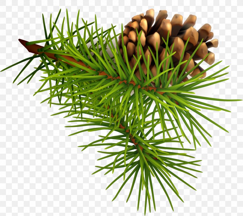 Pine Conifer Cone Christmas, PNG, 2000x1784px, Pine, Branch, Christmas, Conifer, Conifer Cone Download Free