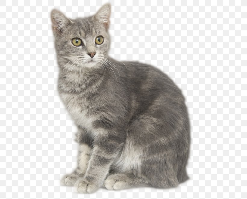 Tabby Cat European Shorthair Manx Cat American Shorthair Nebelung, PNG, 500x662px, Tabby Cat, American Bobtail, American Shorthair, American Wirehair, Asian Download Free