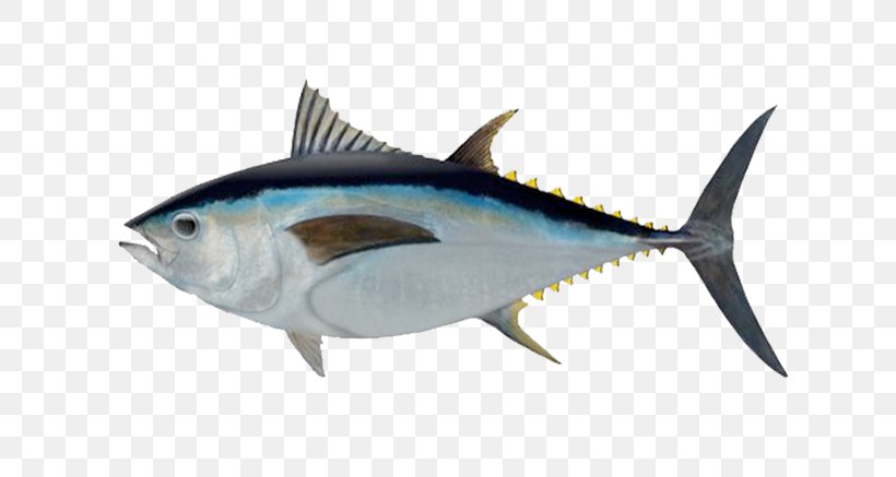 Bigeye Tuna Southern Bluefin Tuna Albacore Atlantic Bluefin Tuna Yellowfin Tuna, PNG, 674x437px, Bigeye Tuna, Albacore, Atlantic Bluefin Tuna, Billfish, Bonito Download Free