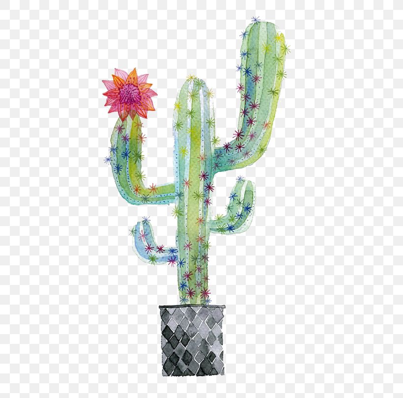 Cactaceae Watercolor Painting Succulent Plant Illustration, PNG, 564x810px, Cactaceae, Art, Cactus, Cactus Garden, Caryophyllales Download Free