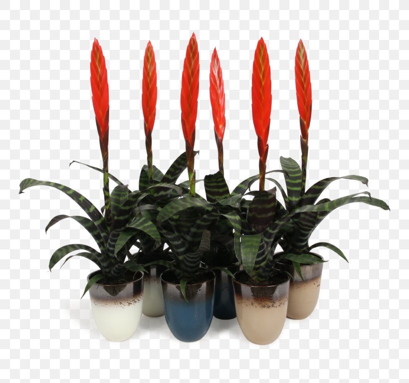 Eating Cartoon, PNG, 768x768px, Bromeliads, Anthurium, Bromelia, Dance, Eating Download Free