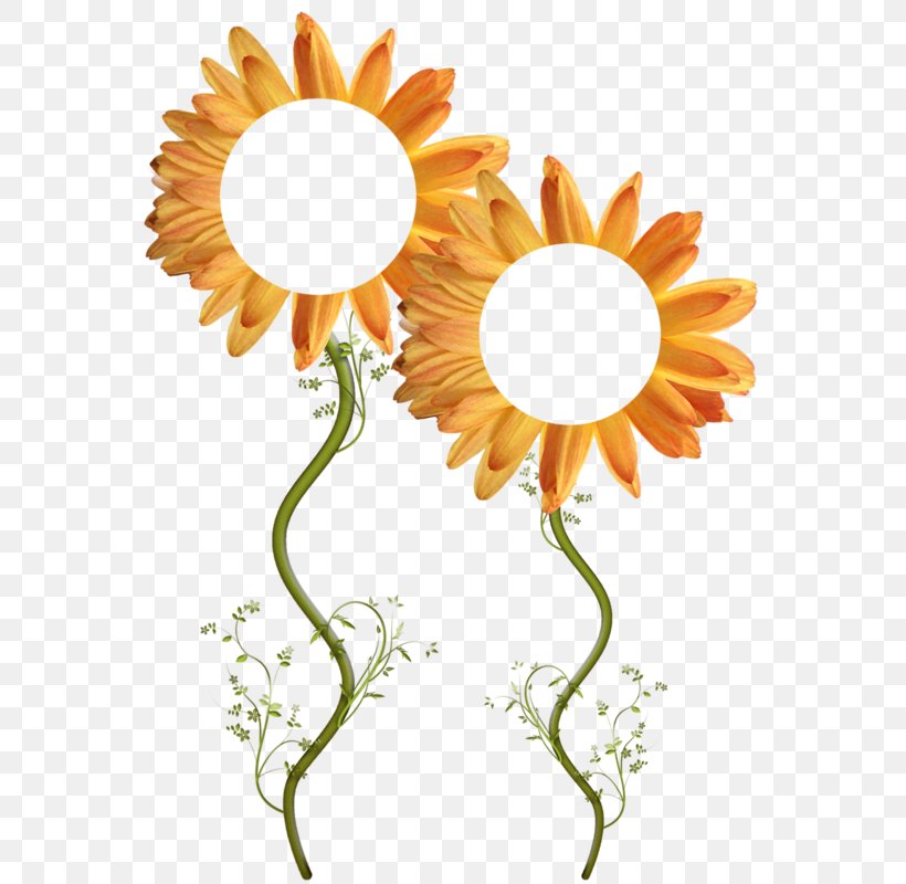 Picture Frames Photography, PNG, 573x800px, Picture Frames, Cut Flowers, Daisy, Daisy Family, Drawing Download Free