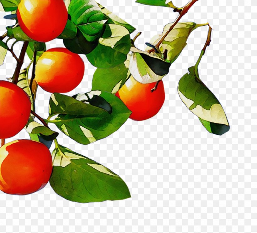 Plant Fruit Flower Food Tree, PNG, 1080x980px, Watercolor, Branch, Cherry Tomatoes, Flower, Food Download Free