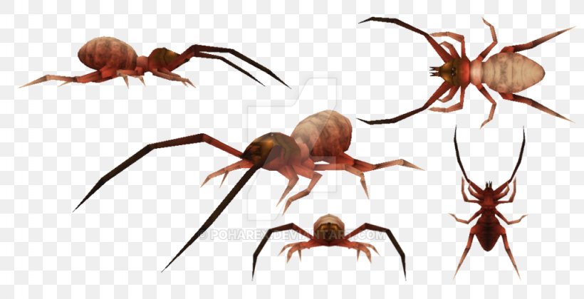 Sun Spiders Carnivores Ice Age Carnivores 2 Insect, PNG, 1024x525px, Spider, Animal, Arachnid, Arthropod, Carnivore Download Free