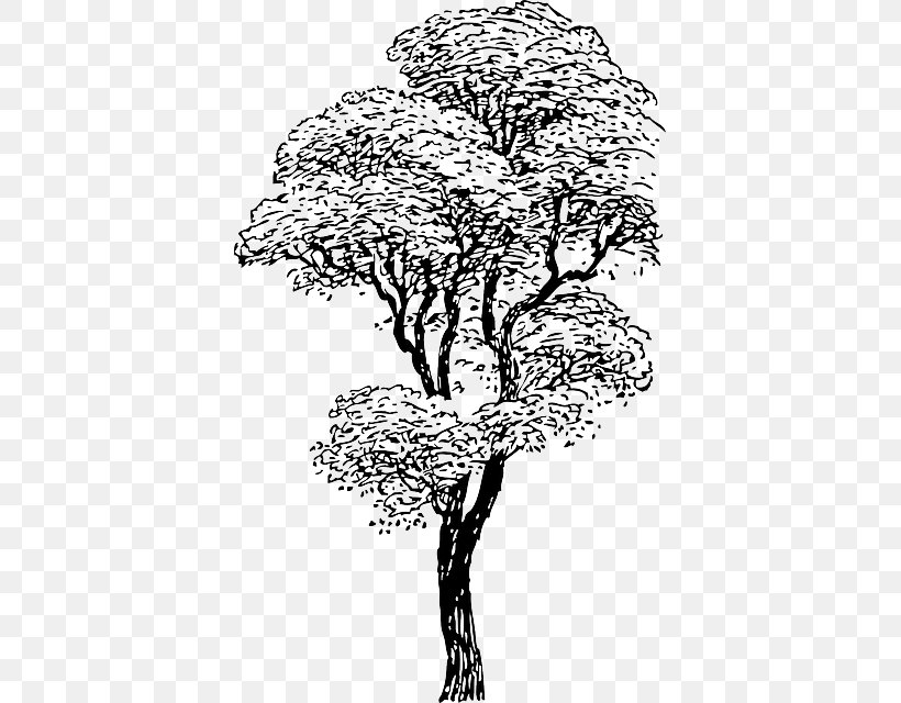 Clip Art Picture Of Tree ~ PNG-clipart