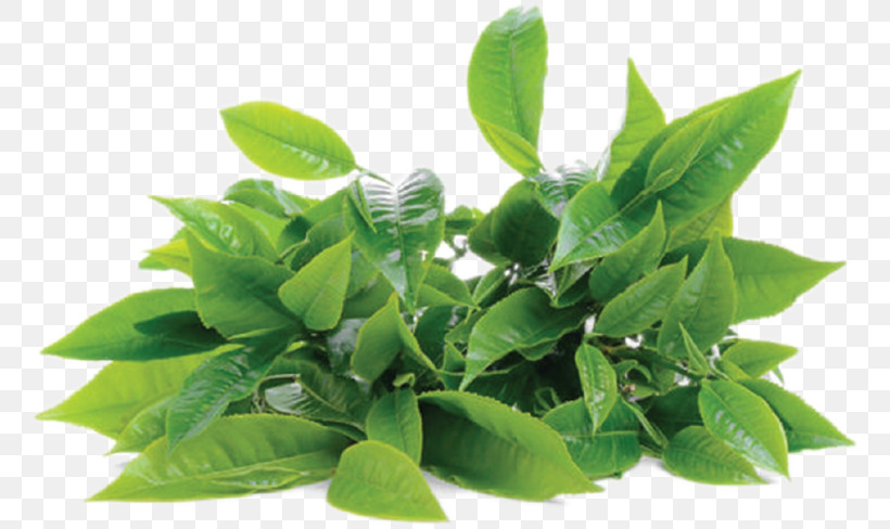 Green Tea, PNG, 768x488px, Green Tea, Bay Laurel, Bay Leaf, Green Tea Powder, Herb Download Free