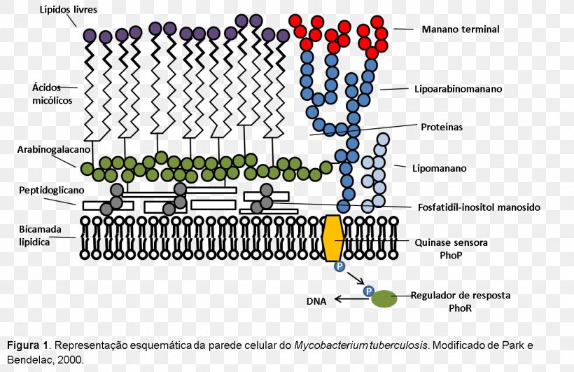 Mycobacterium Leprae Cell Wall Acid-fastness Peptidoglycan Bacteria, PNG, 1338x867px, Mycobacterium Leprae, Acidfastness, Area, Auto Part, Bacteria Download Free