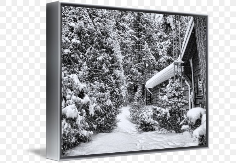 Tree Picture Frames Snow White Dagens Nyheter, PNG, 650x567px, Tree, Black And White, Dagens Nyheter, Freezing, Frost Download Free