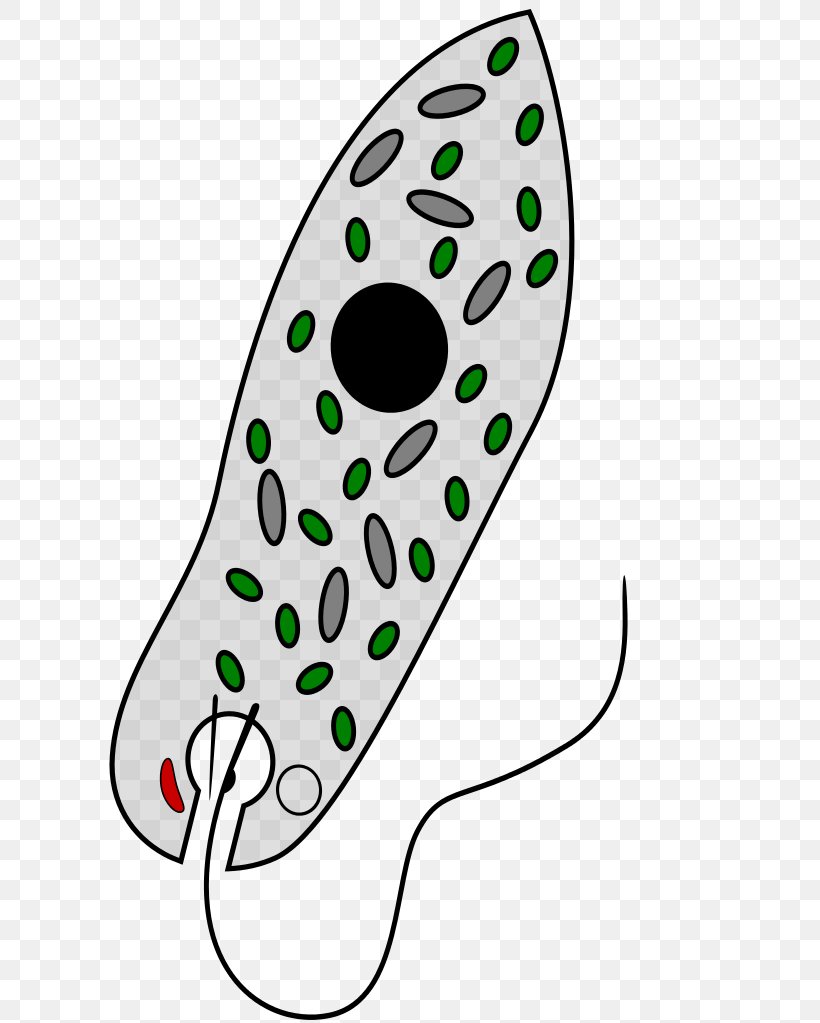 Euglena Viridis Unicellular Organism Protist Euglenozoa Clip Art, PNG, 682x1023px, Euglena Viridis, Algae, Artwork, Chloroplast, Euglena Download Free